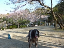 桜咲く神社も定番散歩コース.JPGのサムネール画像