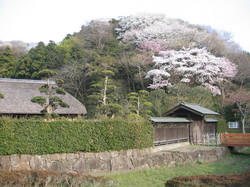 春（新林公園）.JPGのサムネール画像のサムネール画像のサムネール画像のサムネール画像