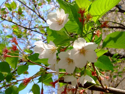 Ｏ20140415.jpgのサムネール画像