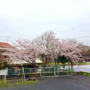 みらい社の桜.jpg