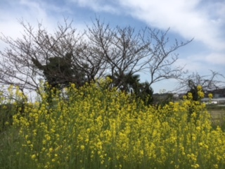 ２０１７０４境川　菜の花.JPG