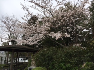 201704あおぞら園庭　桜.JPG