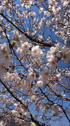 桜（2018年3月三嶌課長）.jpg