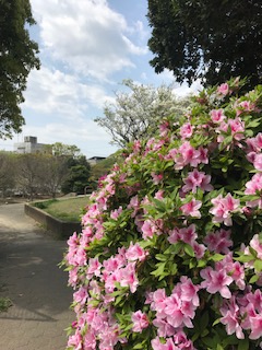 ツツジ.jpg