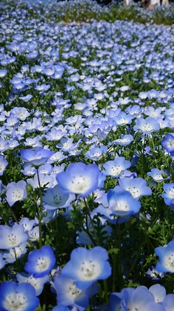 ネモフィラ（国立昭和記念公園）.JPG