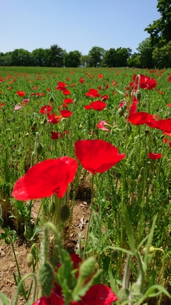 ポピー（国立昭和記念公園）.JPG