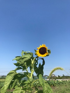 ひまわり.jpg