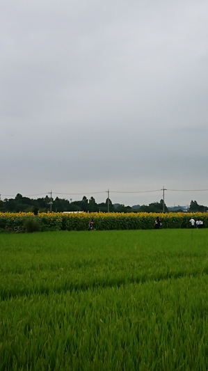 座間ひまわりまつり (2).JPG