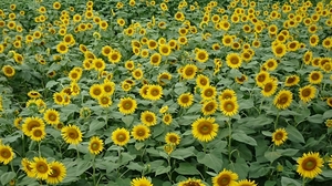 座間ひまわりまつり (3).JPG