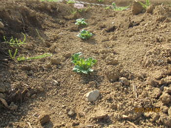 セシリア畑 001.jpg