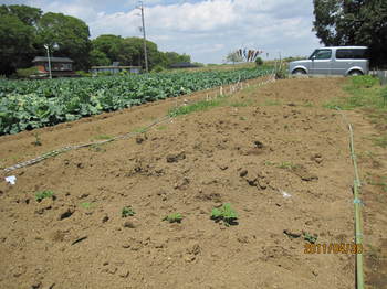 セシリア畑 016.jpg