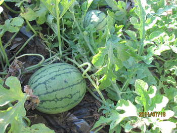 スイカ002.JPG