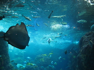 9月水族館企画　写真.JPG