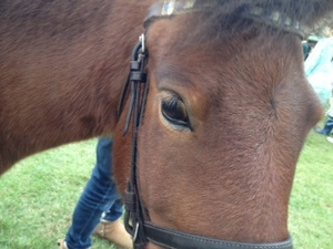 131028ポニー (1).JPG