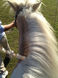 131106ポニー乗馬会 (1).JPG