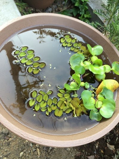 140728　めだか (1).jpg