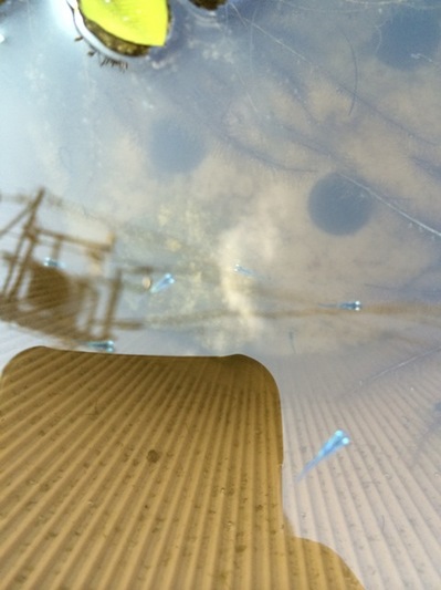 140728　めだか (2).jpg