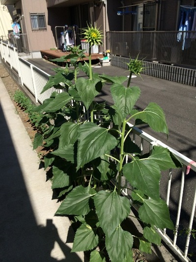 140806　向日葵.jpg