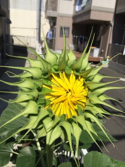 140807　向日葵　アップ.jpg