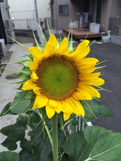 140808　向日葵　アップ.jpg