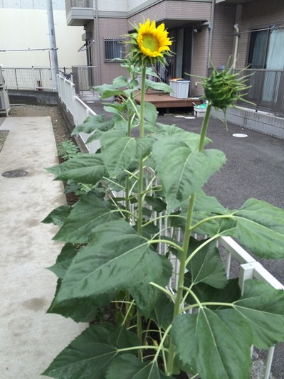 140808　向日葵.jpg