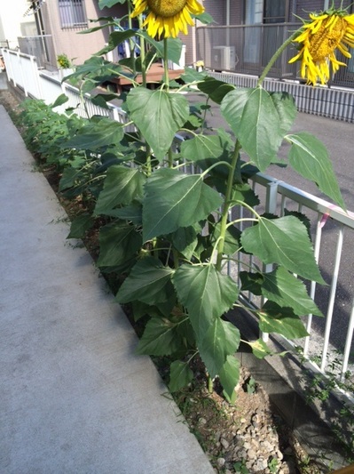 140818　向日葵 (1).JPG