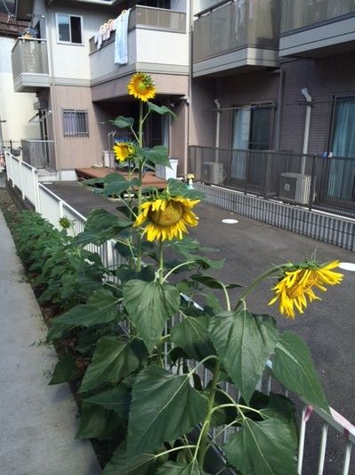 140818　向日葵 (2).JPG