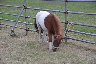 141105　ポニー (1).JPG