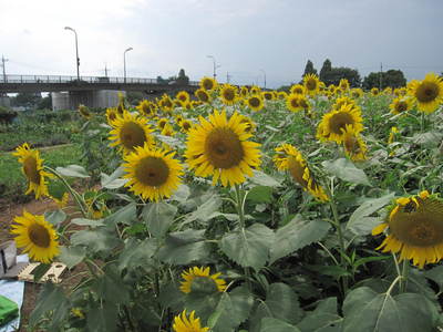 20150812女性フロア余暇 009.JPG