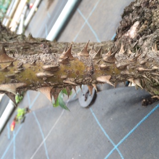 160511　サロン元気 (43).JPG