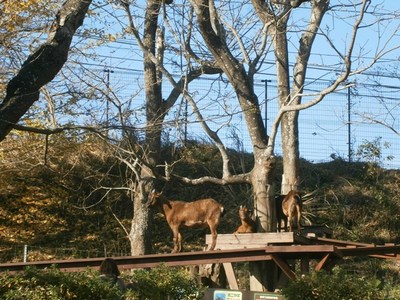 ★161202　通所　旅行　マザー牧場　関根職員カメラ (46).JPG