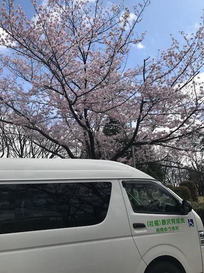 170407　デイ　花見外出 (1).JPG