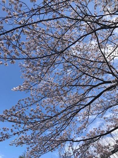 170407　デイ　花見外出 (5).JPG