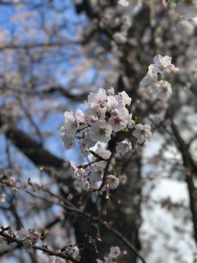 170407　デイ　花見外出 (7).JPG