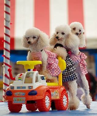 スーパードッグ＆モンキーショー (1).jpg