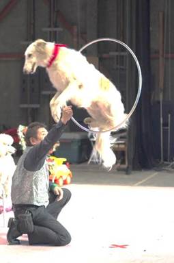 スーパードッグ＆モンキーショー (3).jpg