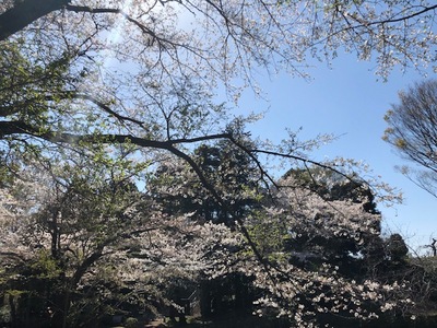 花見桜のみ.jpg