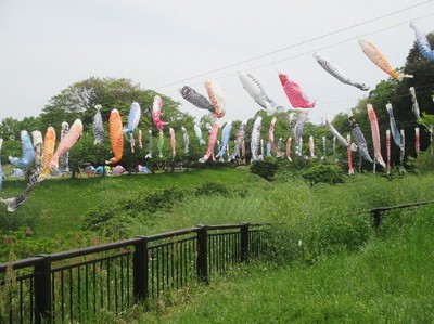 190503　里山公園　こいのぼり.jpg
