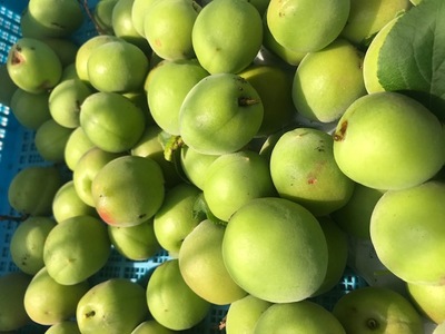 190529　梅狩り (1).jpg