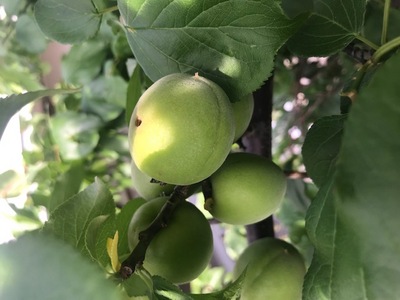 190529　梅狩り (6).jpg