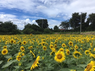 2019木の実見学 (4).JPG