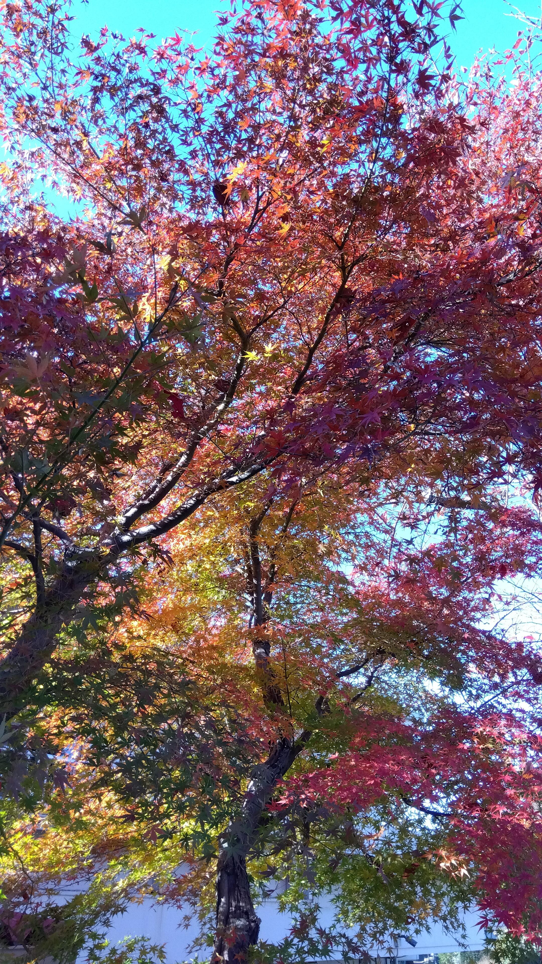 「三つ子の魂百まで」(湘南セシリア 課長 鈴木保志)