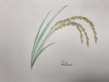 かな 垂れる を 実る 稲穂 こうべ ほど
