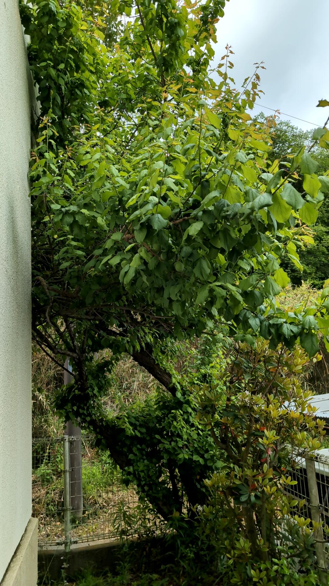 敷地内の梅の樹に梅が実りました！