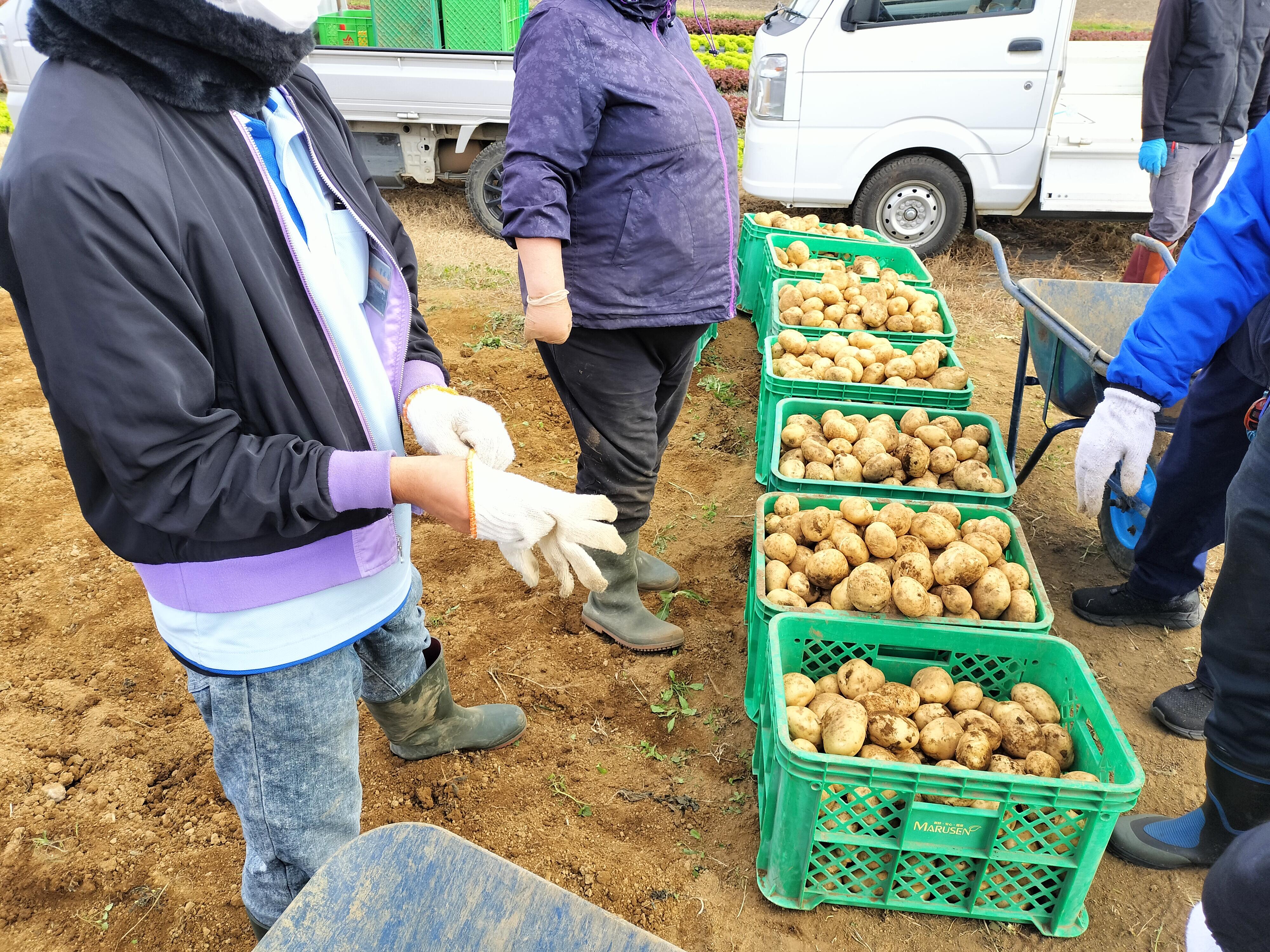 市場作業でジャガイモの収穫作業をしてきました~~