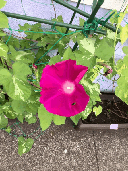 ダウンロード (1).gif