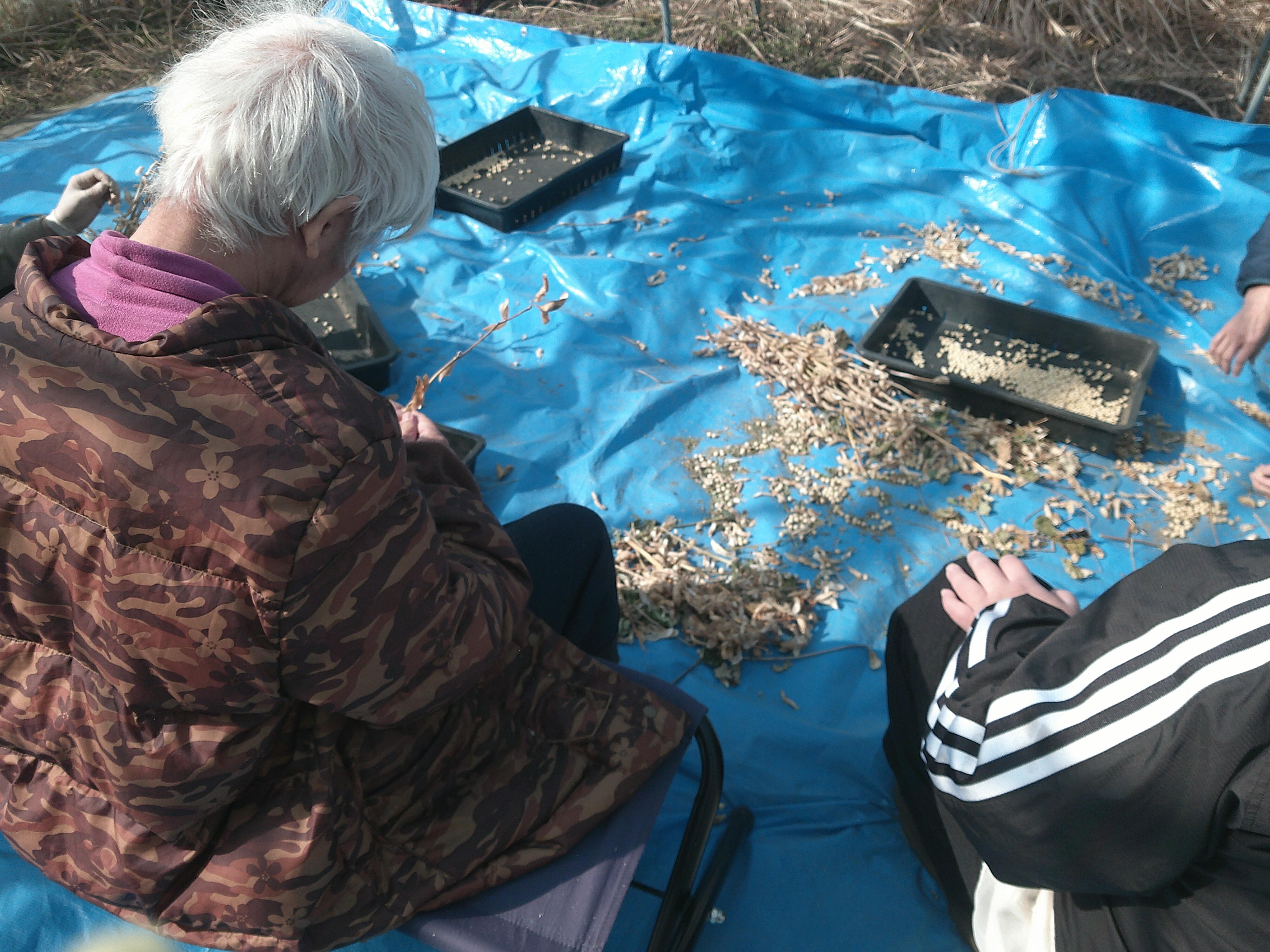 細かな大豆の選別作業、集中！